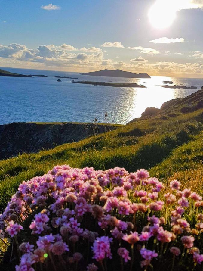 The Plough B&B Ventry Exterior photo