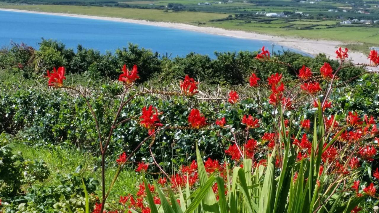 The Plough B&B Ventry Exterior photo