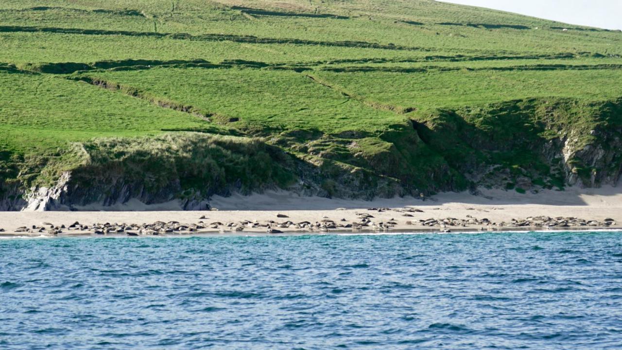 The Plough B&B Ventry Exterior photo